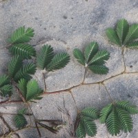 Mimosa pudica L.